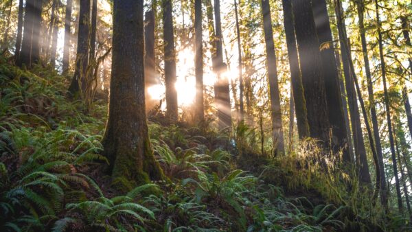 A photo of sunlight creeping through a forest.